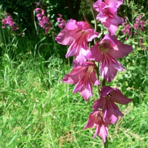  - Gladiolus communis L. [1753]