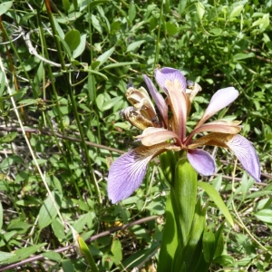 Photographie n°22618 du taxon Iris foetidissima L. [1753]