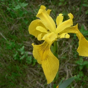 Photographie n°22620 du taxon Iris pseudacorus L. [1753]