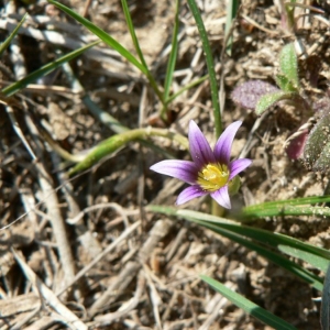 Photographie n°22621 du taxon Romulea ramiflora Ten. [1827]