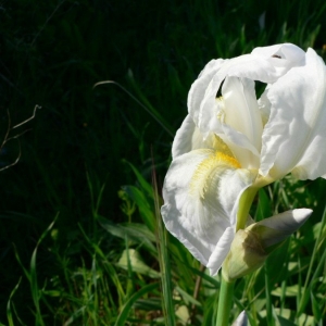 Iris albicans Lange (Iris blanchissant)