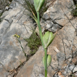Photographie n°22627 du taxon Gladiolus dubius Guss. [1832]
