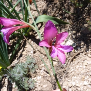 Photographie n°22634 du taxon Gladiolus italicus Mill. [1768]