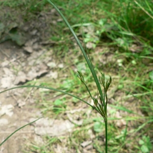 Photographie n°22641 du taxon Juncus tenuis Willd. [1799]