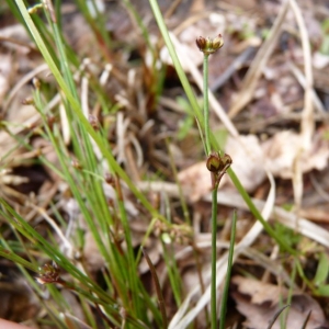 Photographie n°22655 du taxon Juncus bulbosus L. [1753]