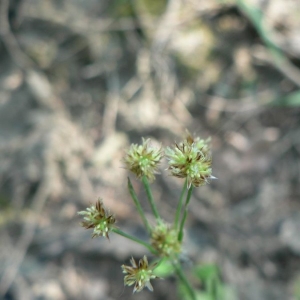 Photographie n°22657 du taxon Luzula multiflora (Ehrh.) Lej. [1811]