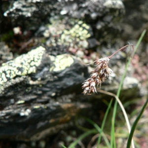 Photographie n°22658 du taxon Luzula spicata (L.) DC. [1805]