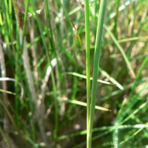 Photographie n°22665 du taxon Juncus compressus Jacq. [1762]