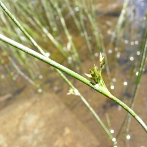 Photographie n°22667 du taxon Juncus filiformis L. [1753]