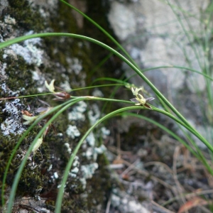 Photographie n°22670 du taxon Juncus trifidus L. [1753]