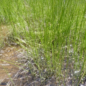  - Juncus filiformis L. [1753]