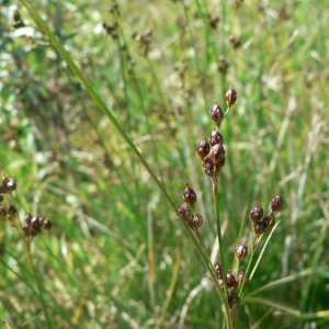 Photographie n°22682 du taxon Juncus compressus Jacq. [1762]