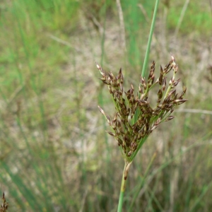 Photographie n°22688 du taxon Juncus inflexus L. [1753]