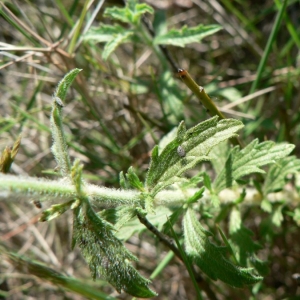 Photographie n°22700 du taxon Sideritis hirsuta subsp. vulgaris (Willk.) Coulomb [1999]