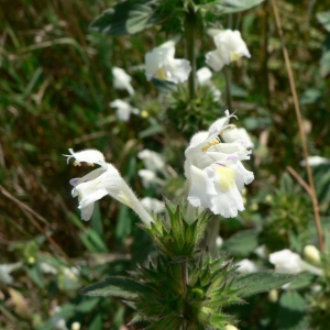 Photographie n°22701 du taxon Galeopsis segetum Neck. [1770]