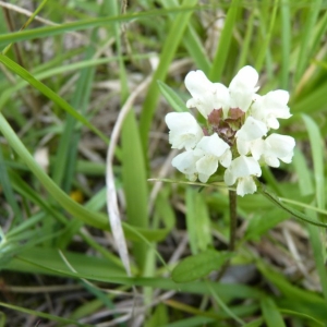 Photographie n°22704 du taxon Prunella laciniata (L.) L.