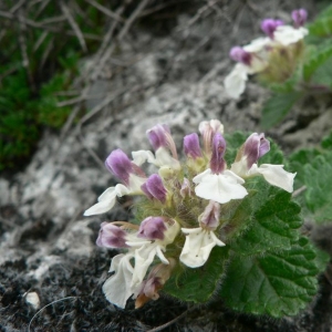 Photographie n°22705 du taxon Teucrium pyrenaicum L. [1753]