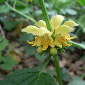 Lamium galeobdolon subsp. montanum (Pers.) Hayek (Lamier des montagnes)