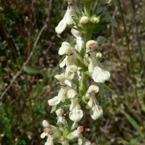 Photographie n°22709 du taxon Stachys recta L. [1767]