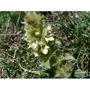 Sideritis hyssopifolia subsp. eynensis var. somedana (Obón & D.Rivera) B.Bock (Crapaudine crénelée)