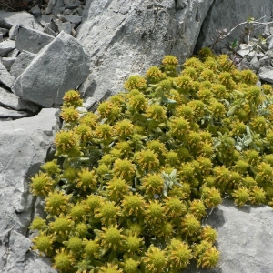 Photographie n°22716 du taxon Teucrium aureum Schreb. [1773]