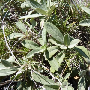 Photographie n°22718 du taxon Salvia officinalis L. [1753]