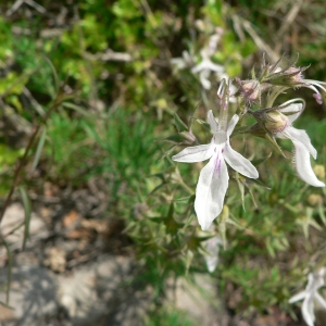 Photographie n°22719 du taxon Teucrium pseudochamaepitys L. [1753]