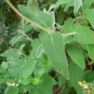 Photographie n°22723 du taxon Phlomis fruticosa L. [1753]