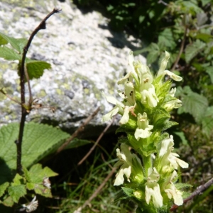  - Stachys alopecuros subsp. godronii (Rouy) Merxm. [1952]