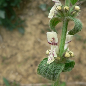 Photographie n°22727 du taxon Stachys recta L.