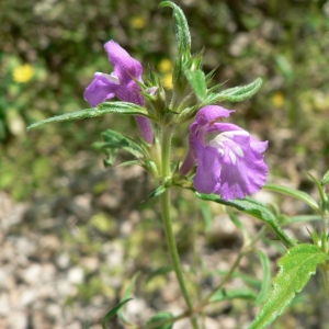 Photographie n°22728 du taxon Galeopsis angustifolia Ehrh. ex Hoffm. [1804]