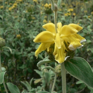 Photographie n°22732 du taxon Phlomis fruticosa L. [1753]