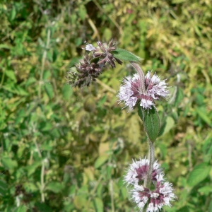 Photographie n°22736 du taxon Mentha aquatica L. [1753]