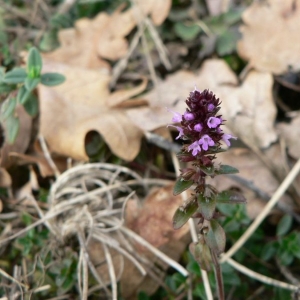 Photographie n°22742 du taxon Thymus pulegioides L. [1753]