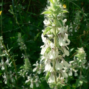 Photographie n°22744 du taxon Stachys ocymastrum (L.) Briq. [1893]