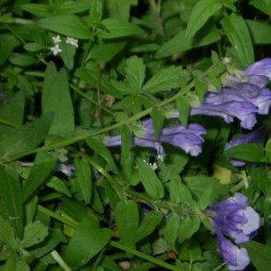  - Scutellaria hastifolia L. [1753]