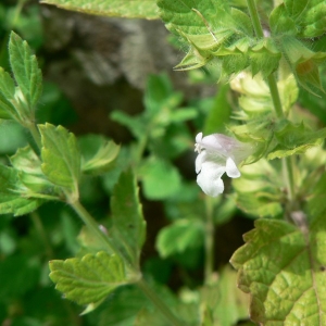 Photographie n°22748 du taxon Melissa officinalis L.