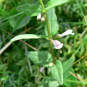 Photographie n°22749 du taxon Scutellaria minor Huds.