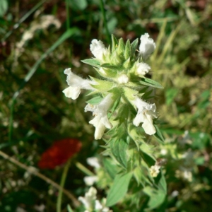 Photographie n°22753 du taxon Stachys annua (L.) L. [1763]