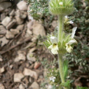 Photographie n°22755 du taxon Sideritis hirsuta subsp. vulgaris (Willk.) Coulomb [1999]