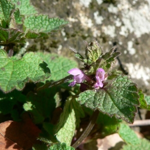 Photographie n°22758 du taxon Lamium purpureum L. [1753]