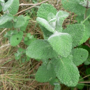 Photographie n°22759 du taxon Mentha suaveolens Ehrh. [1792]