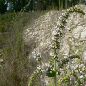 Photographie n°22760 du taxon Mentha suaveolens Ehrh. [1792]