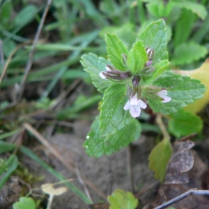 Photographie n°22762 du taxon Stachys arvensis (L.) L. [1763]