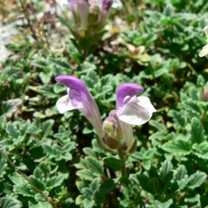 Photographie n°22766 du taxon Scutellaria alpina L.