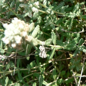 Photographie n°22768 du taxon Teucrium polium L. [1753]