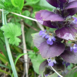 Photographie n°22769 du taxon Ajuga pyramidalis var. pyramidalis 