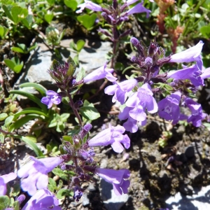 Photographie n°22770 du taxon Acinos alpinus (L.) Moench [1794]