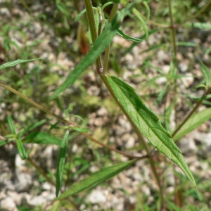 Photographie n°22776 du taxon Galeopsis angustifolia Ehrh. ex Hoffm. [1804]