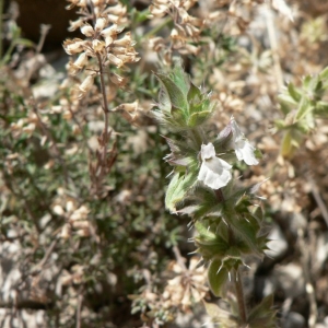 Photographie n°22778 du taxon Sideritis romana L. [1753]